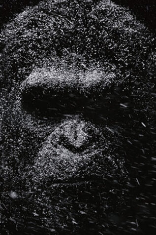 War for the Planet of the Apes | Official HD Trailer #1 | 2017