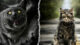 What Went Wrong With Pet Sematary (2019)?
